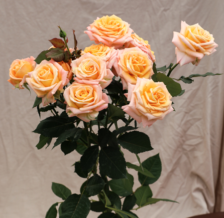 ROSE BR. NAMASKAR 40